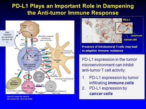 Oxymetholone 50mg pills